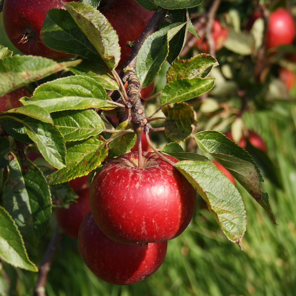 Apple Elisson's Orange (12L, 4-5ft)