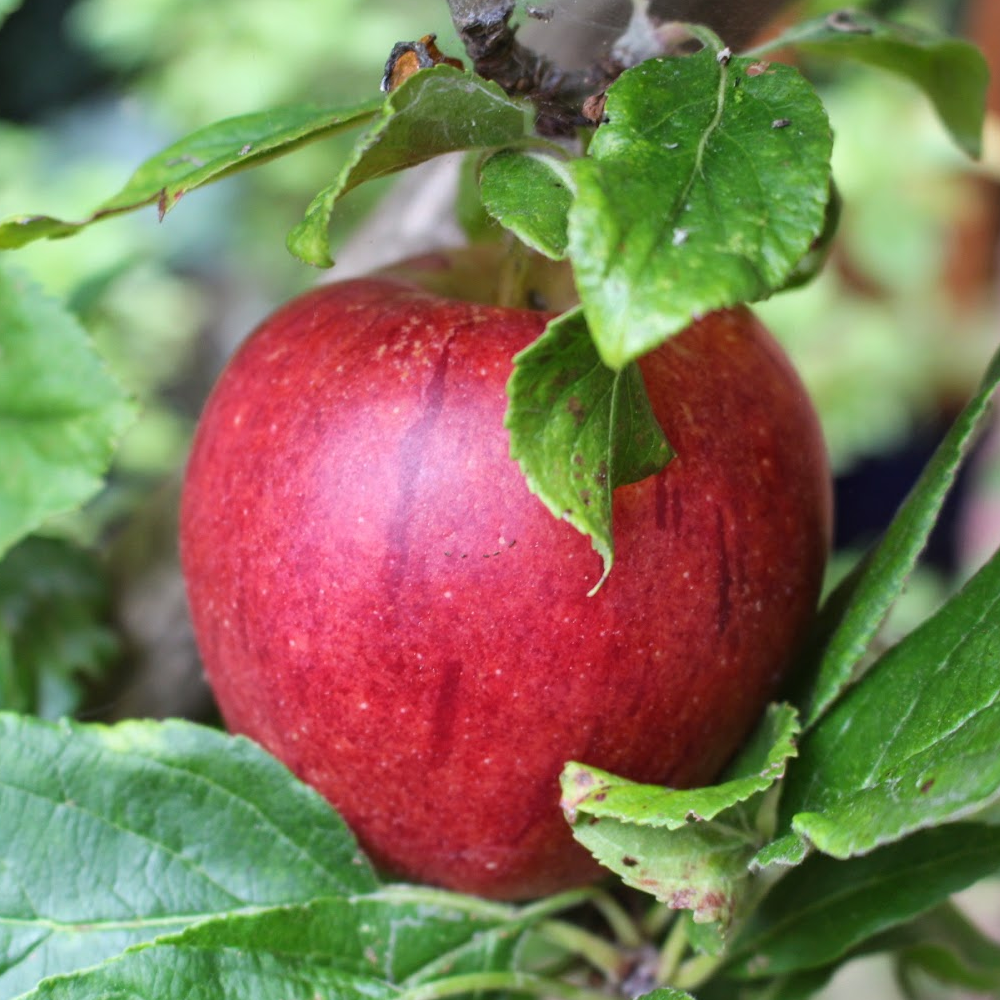 Apple Fiesta (12L, 4-5ft)
