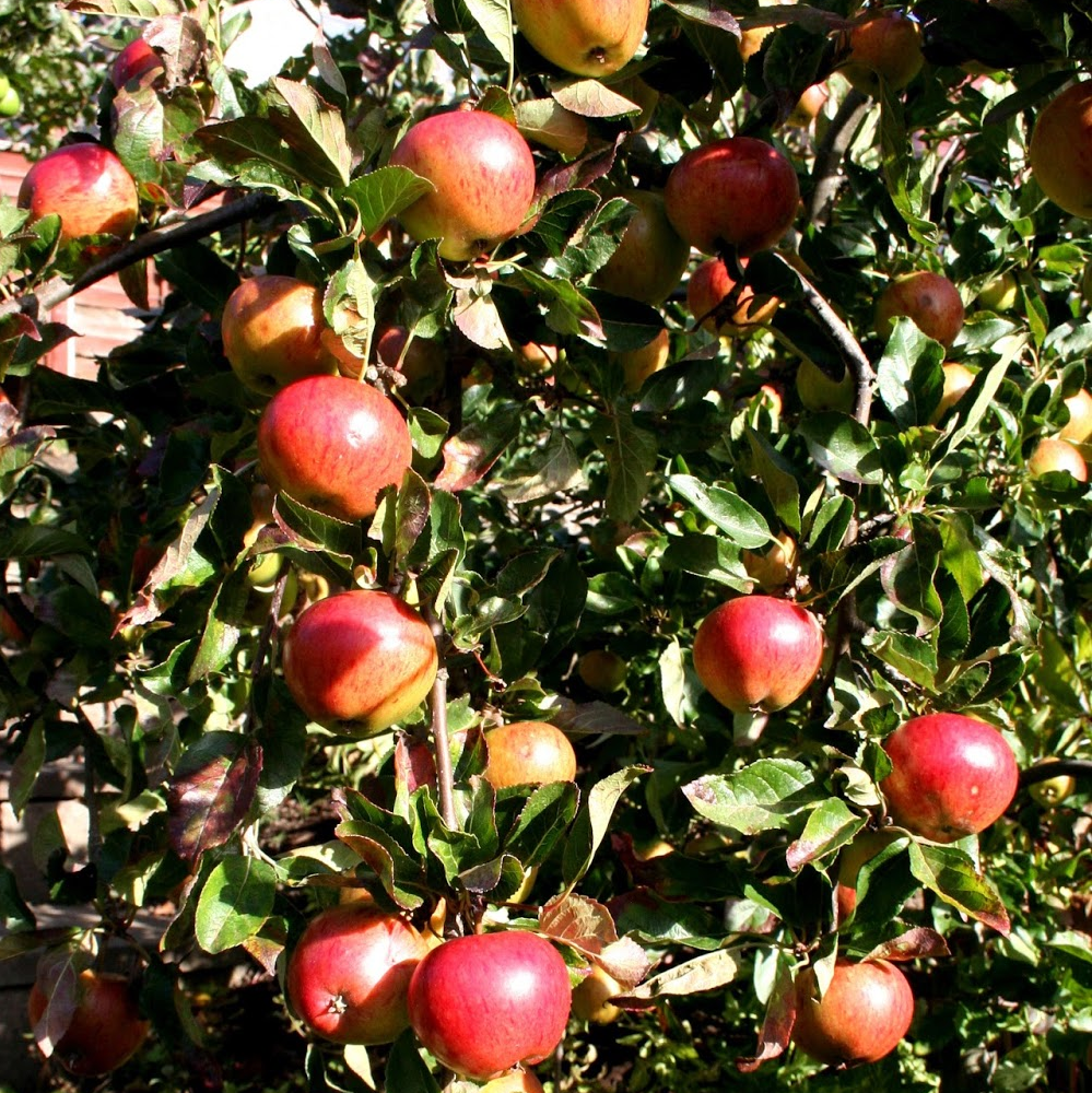 Apple Fiesta (12L, 4-5ft)