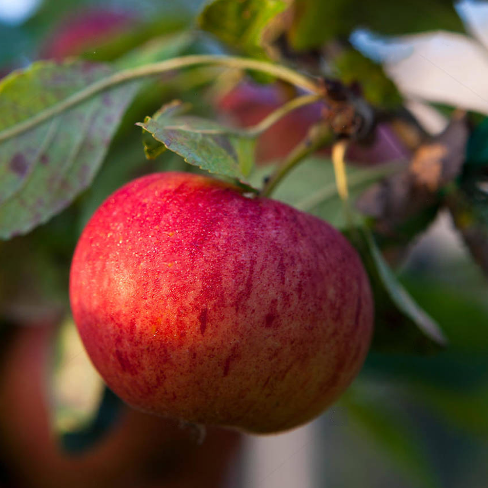 Apple Fiesta (12L, 4-5ft)
