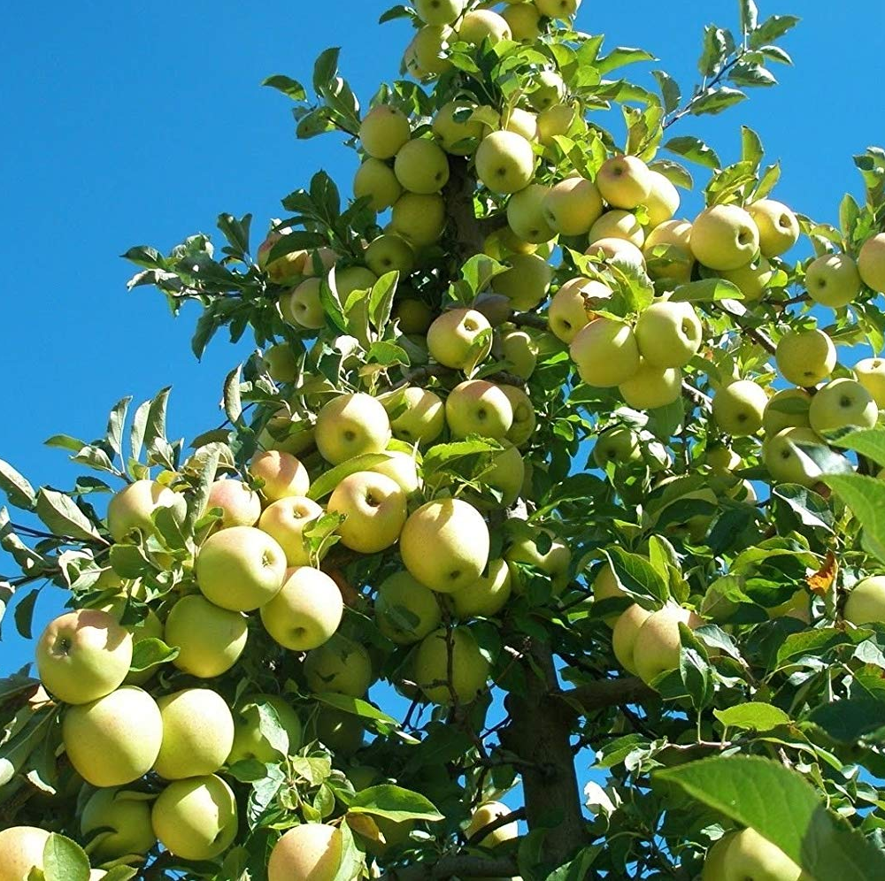 Apple Golden Delicious (12L, 4-5ft)