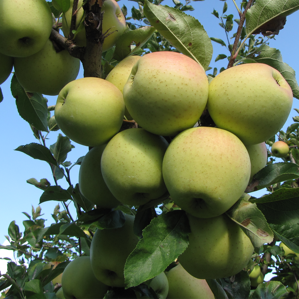 Apple Golden Delicious (12L, 4-5ft)