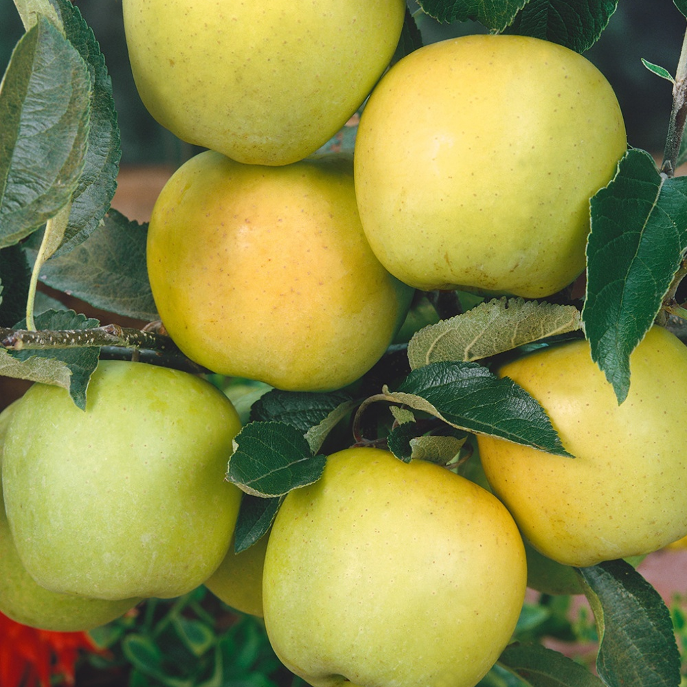 Apple Golden Delicious (12L, 4-5ft)