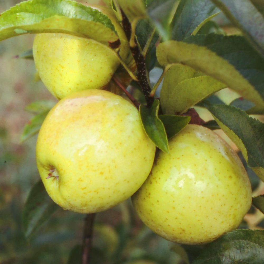 Apple Golden Delicious (12L, 4-5ft)