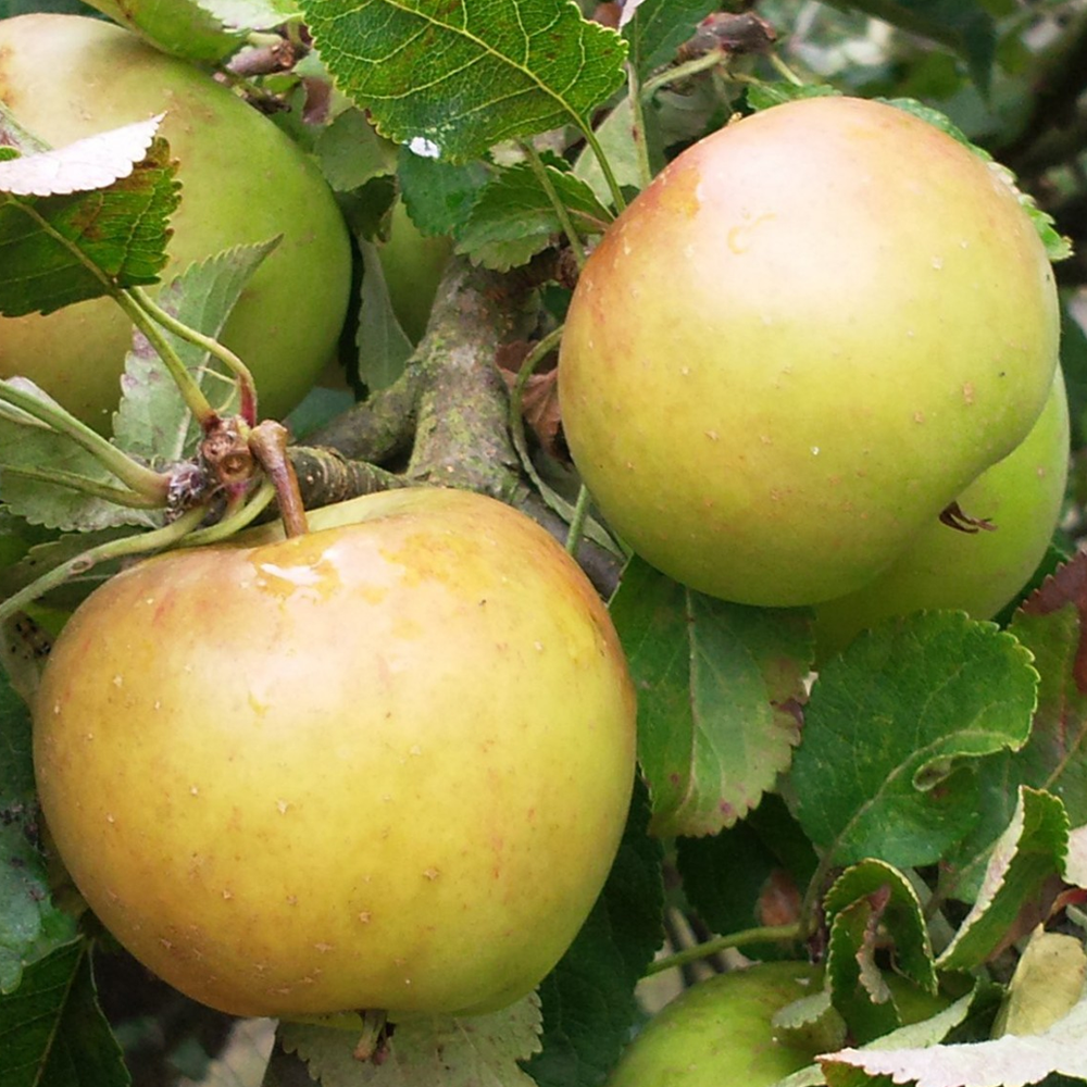 Apple James Grieve (12L, 4-5ft)