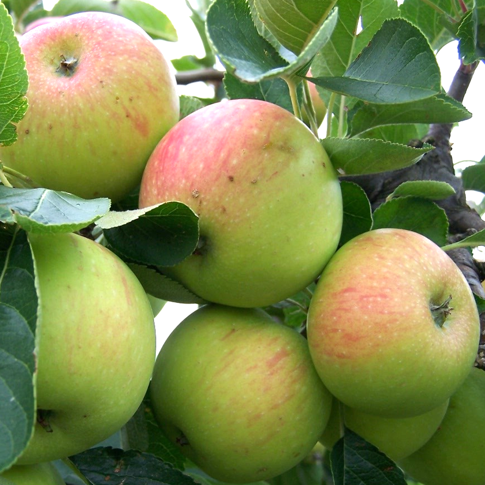 Apple James Grieve (12L, 4-5ft)