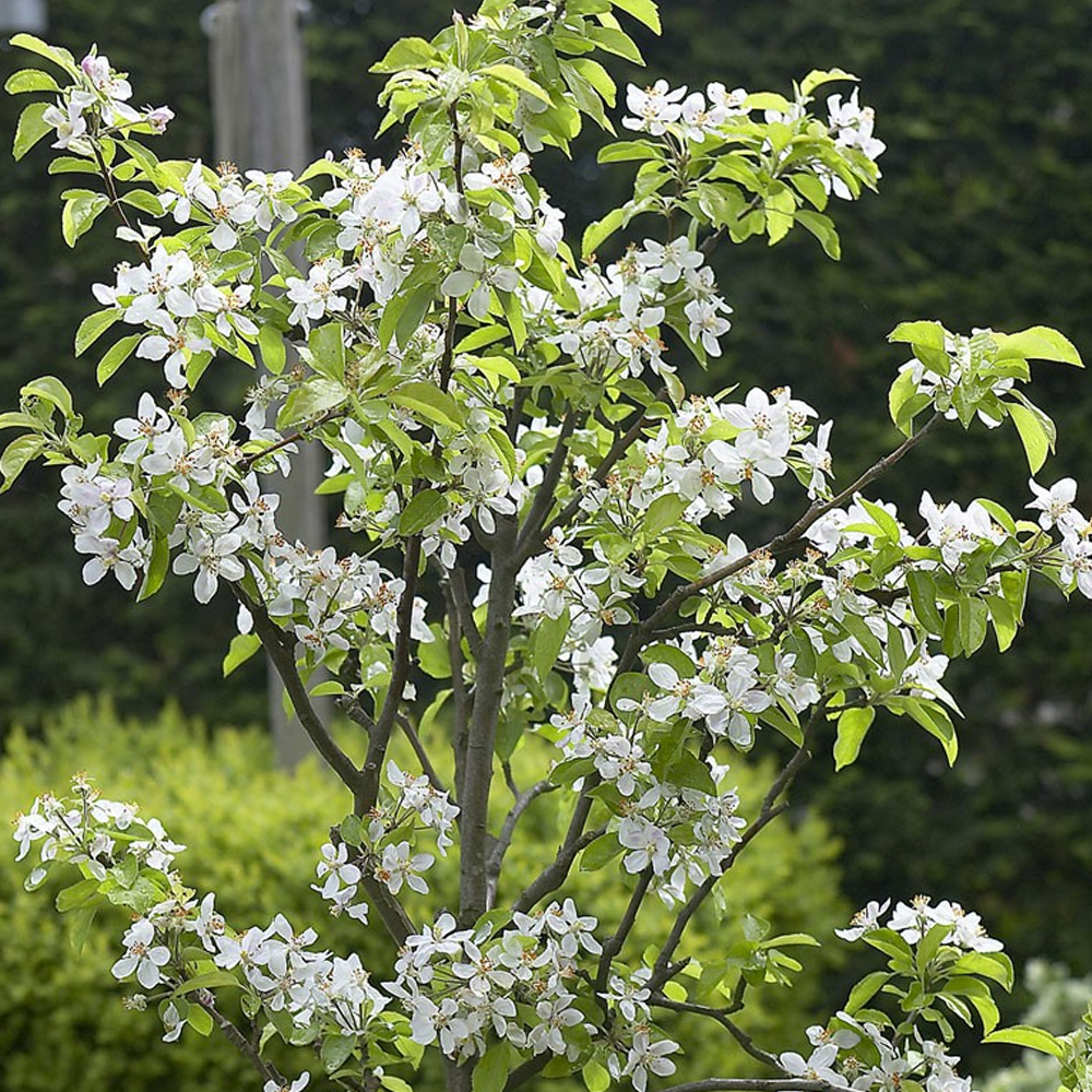 Apple James Grieve (12L, 4-5ft)
