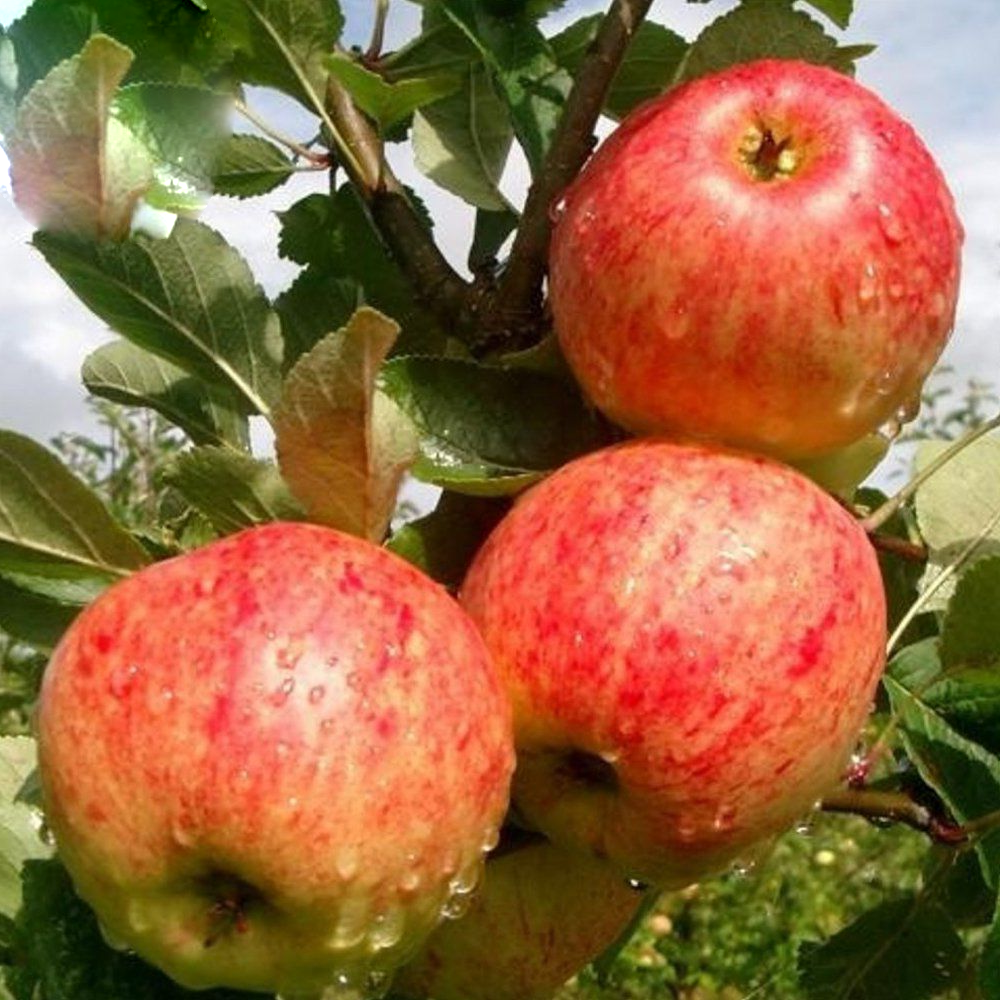 Apple James Grieve (12L, 4-5ft)