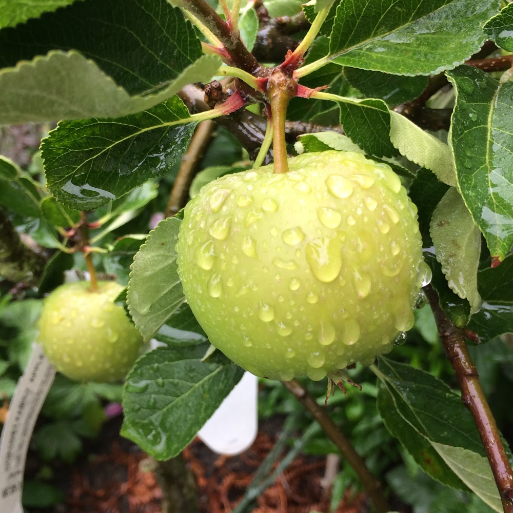 Apple James Grieve (12L, 4-5ft)