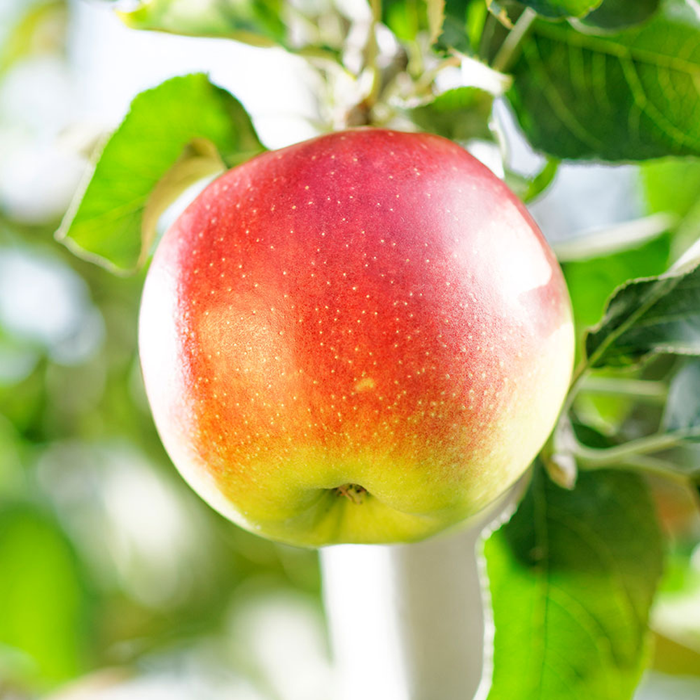 Apple Jonagold (12L, 4-5ft)