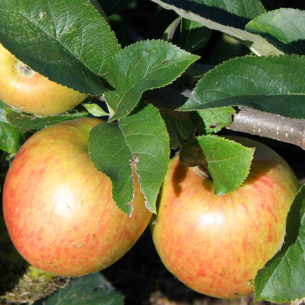 Apple Jonagold (12L, 4-5ft)