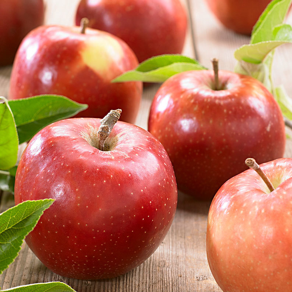 Apple Jonagold (12L, 4-5ft)