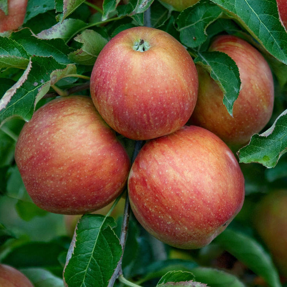 Apple Jonagold (12L, 4-5ft)