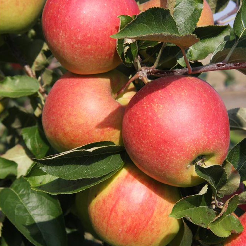 Apple Jonagold (12L, 4-5ft)