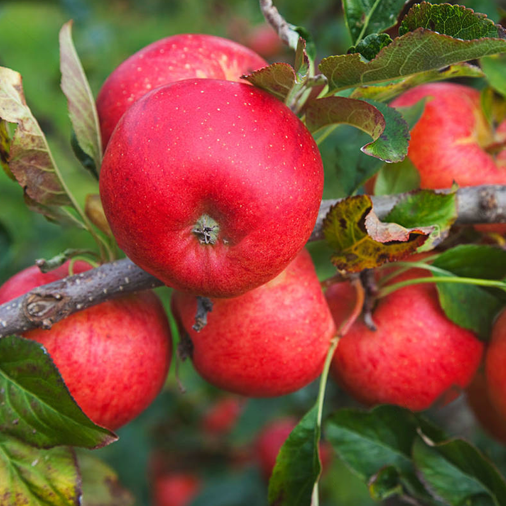 Apple Katy (12L, 4-5ft)