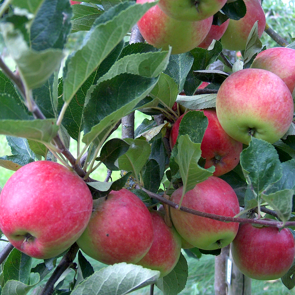Apple Katy (12L, 4-5ft)