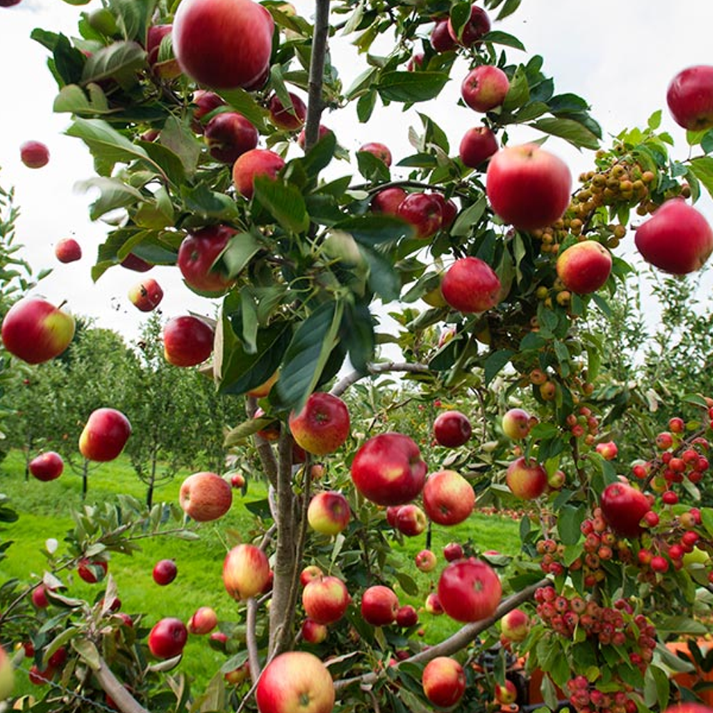 Apple Katy (12L, 4-5ft)