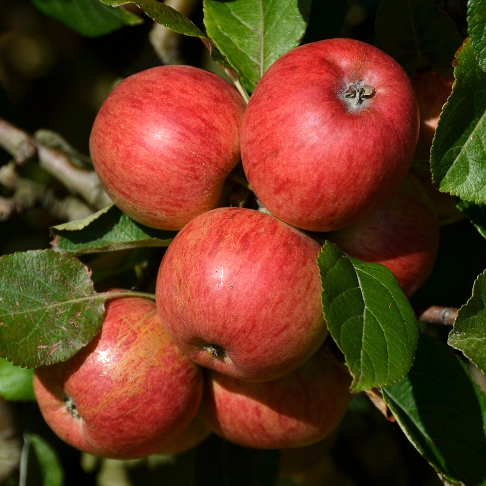 Apple Katy (12L, 4-5ft)