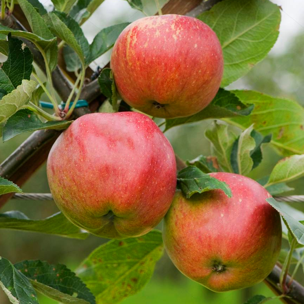 Apple Kidd's Orange Red (12L, 4-5ft)