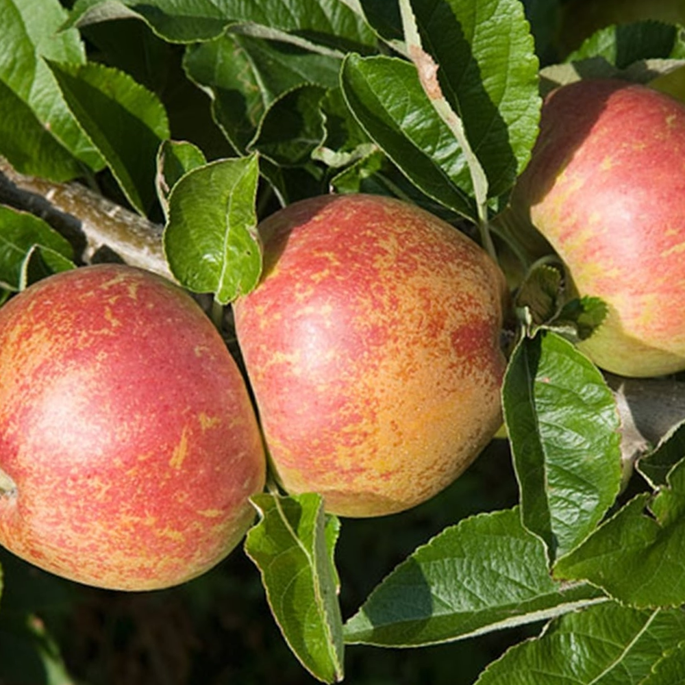 Apple Kidd's Orange Red (12L, 4-5ft)