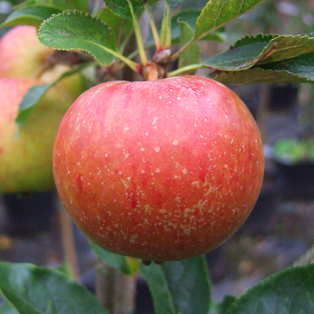 Apple Kidd's Orange Red (12L, 4-5ft)