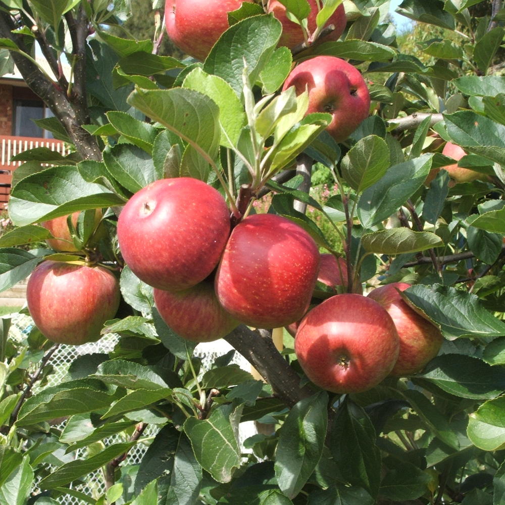 Apple Kidd's Orange Red (12L, 4-5ft)