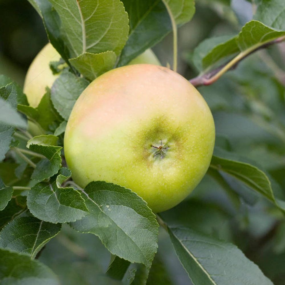 Apple Limelight (12L, 4-5ft)