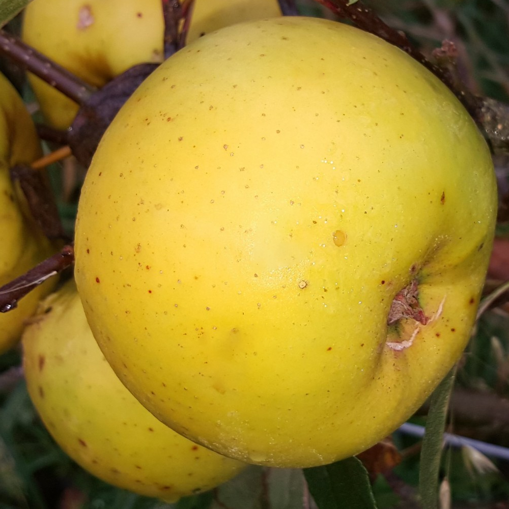 Apple Limelight (12L, 4-5ft)