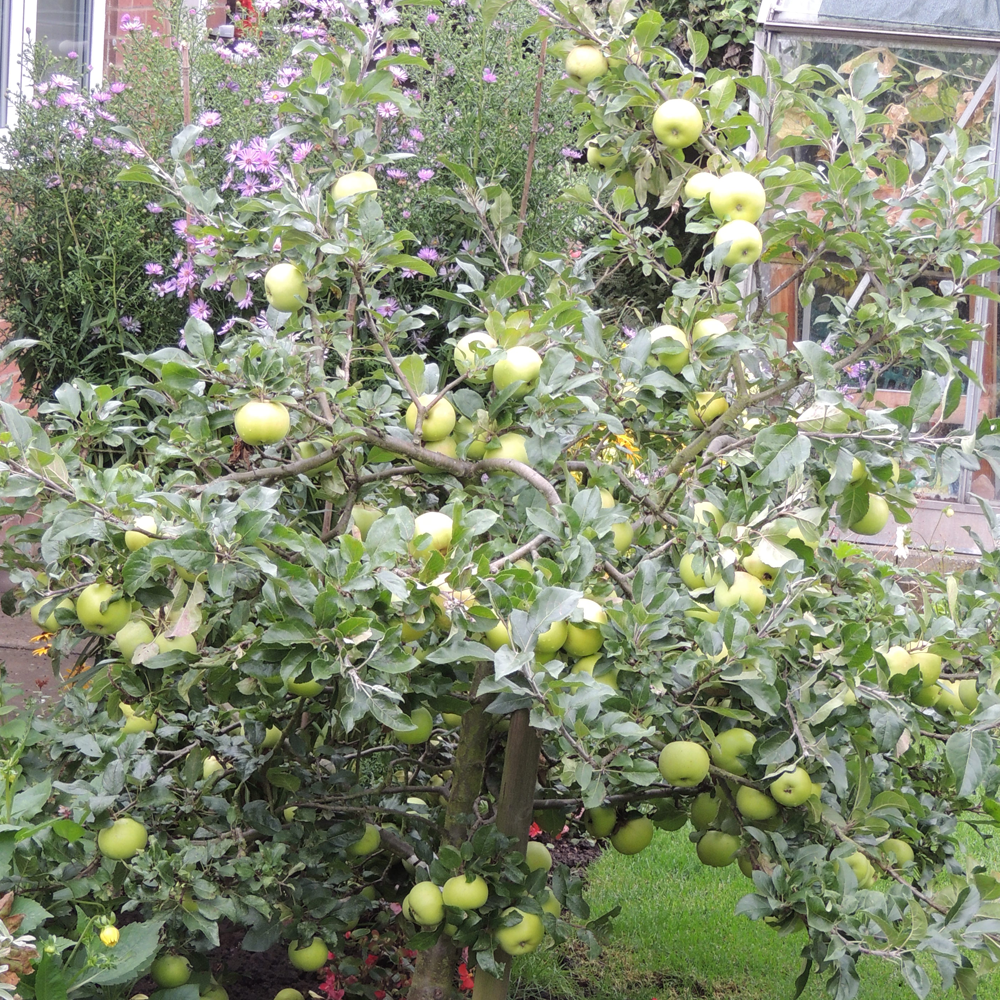 Apple Limelight (12L, 4-5ft)