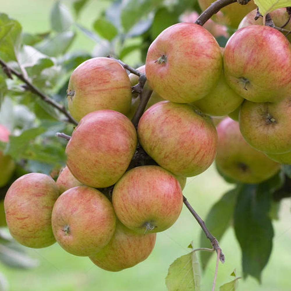 Apple Pixie (12L, 4-5ft)