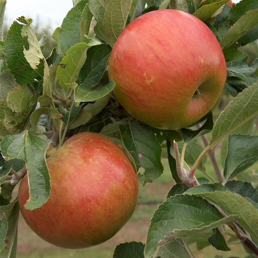 Apple Pixie (12L, 4-5ft)