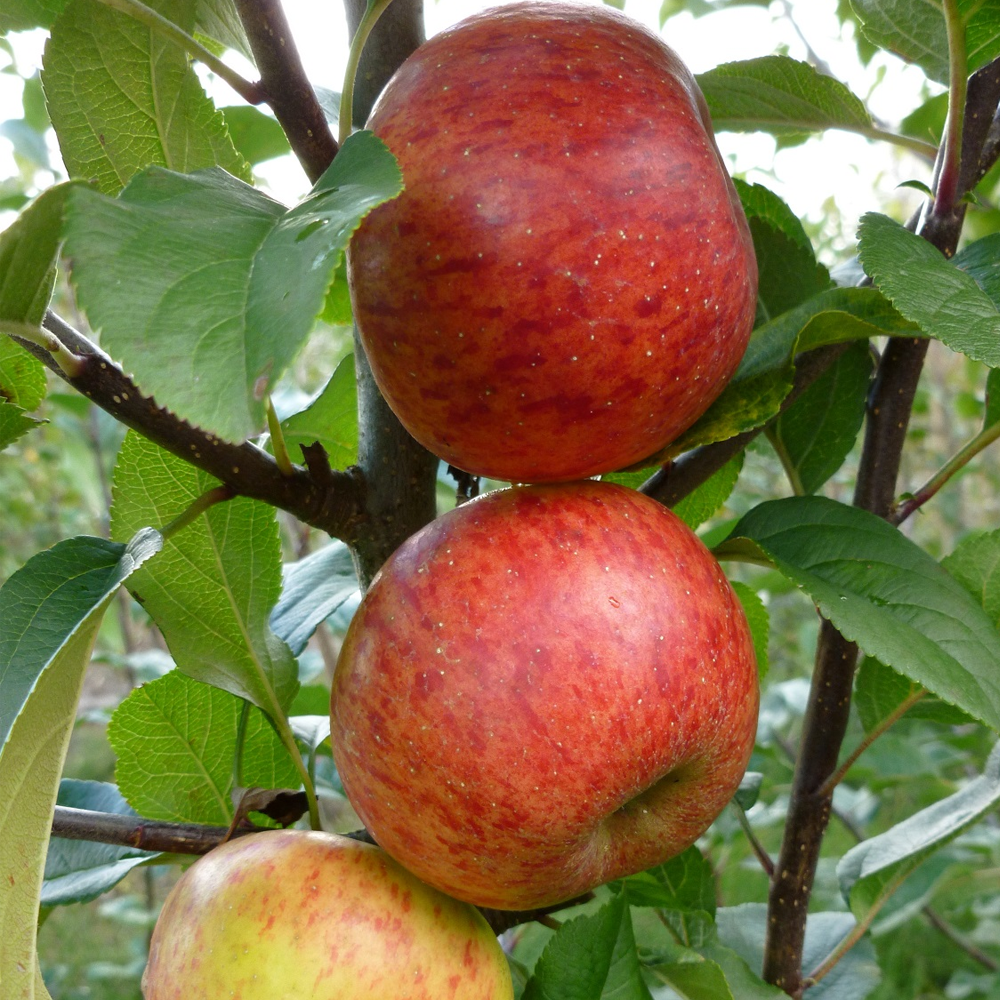 Apple Pixie (12L, 4-5ft)