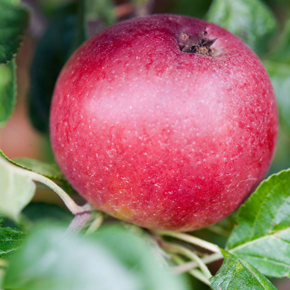 Apple Red Devil (12L, 4-5ft)