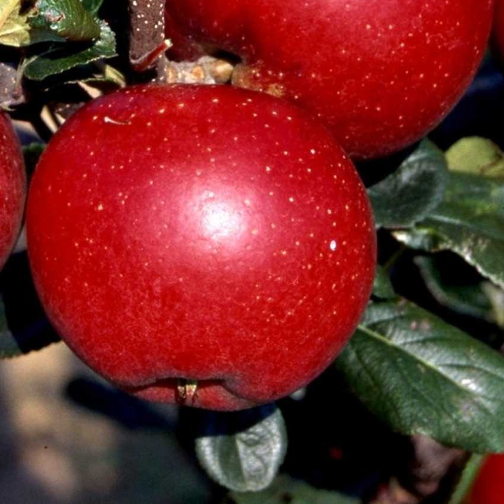 Apple Red Devil (12L, 4-5ft)