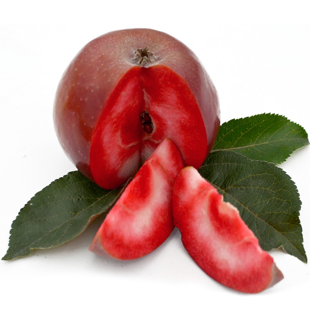Apple Red Devil (12L, 4-5ft)