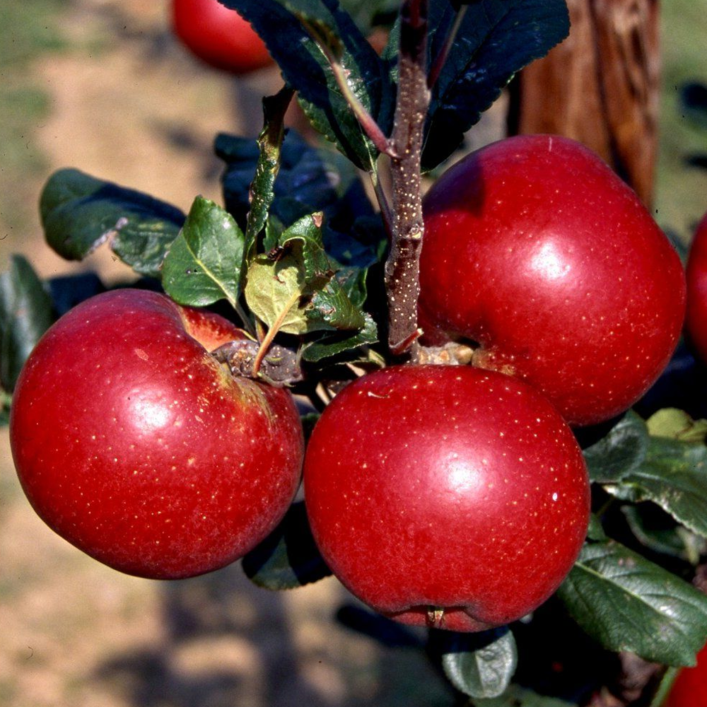 Apple Red Devil (12L, 4-5ft)