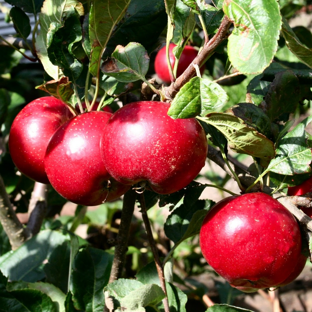 Apple Red Devil (12L, 4-5ft)