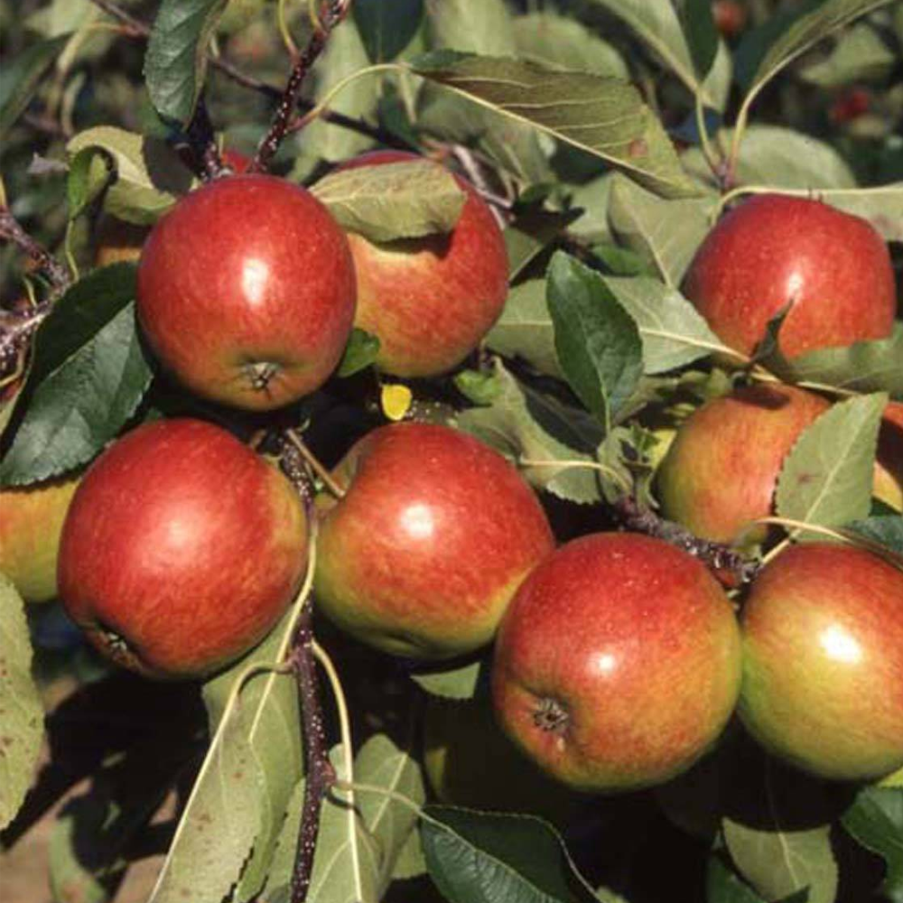 Apple Red Falstaff (12L, 4-5ft)