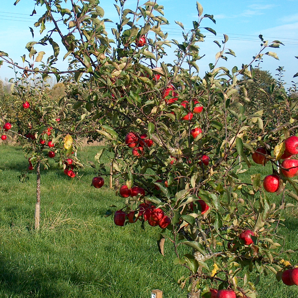 Apple Red Falstaff (12L, 4-5ft)
