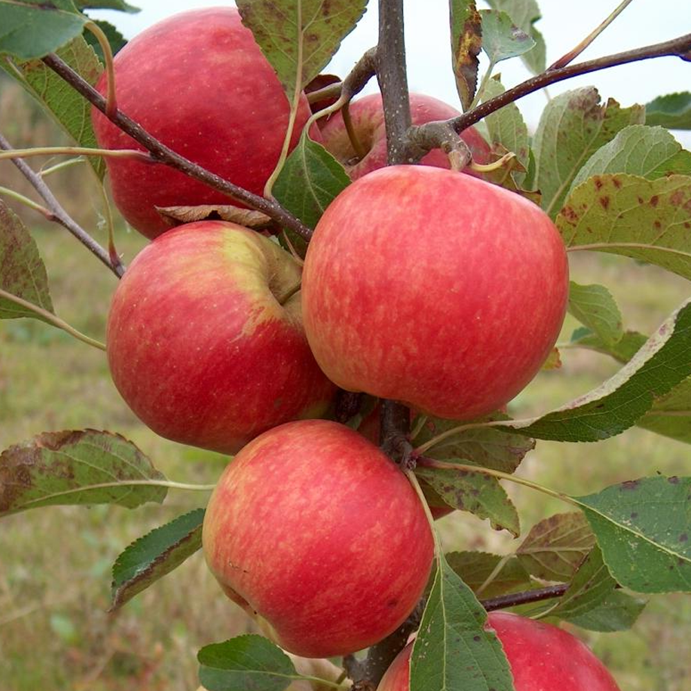 Apple Red Falstaff (12L, 4-5ft)