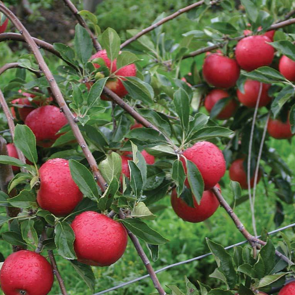 Apple Red Falstaff (12L, 4-5ft)