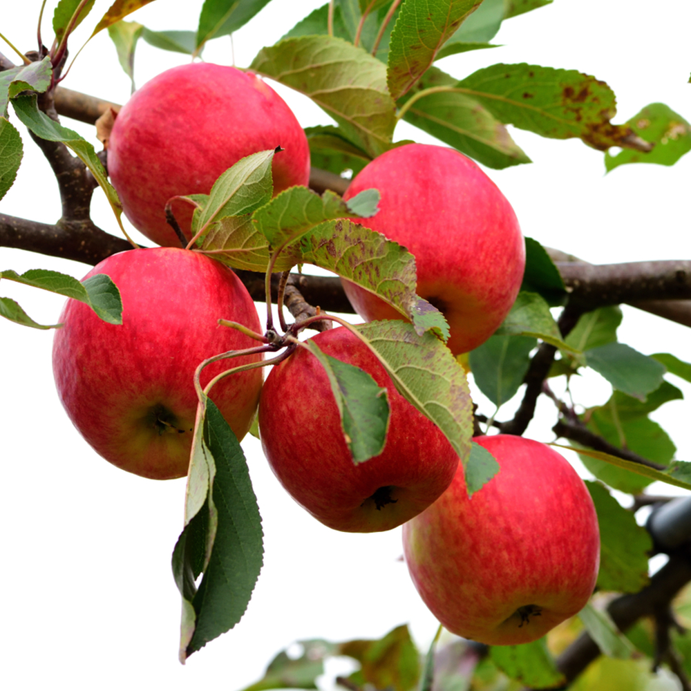 Apple Red Falstaff (12L, 4-5ft)
