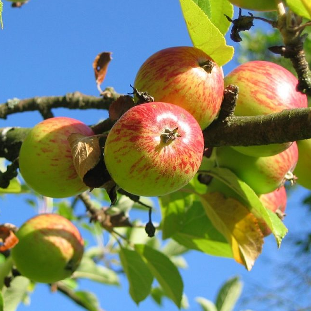 Apple Scrumptious (12L, 4-5ft)