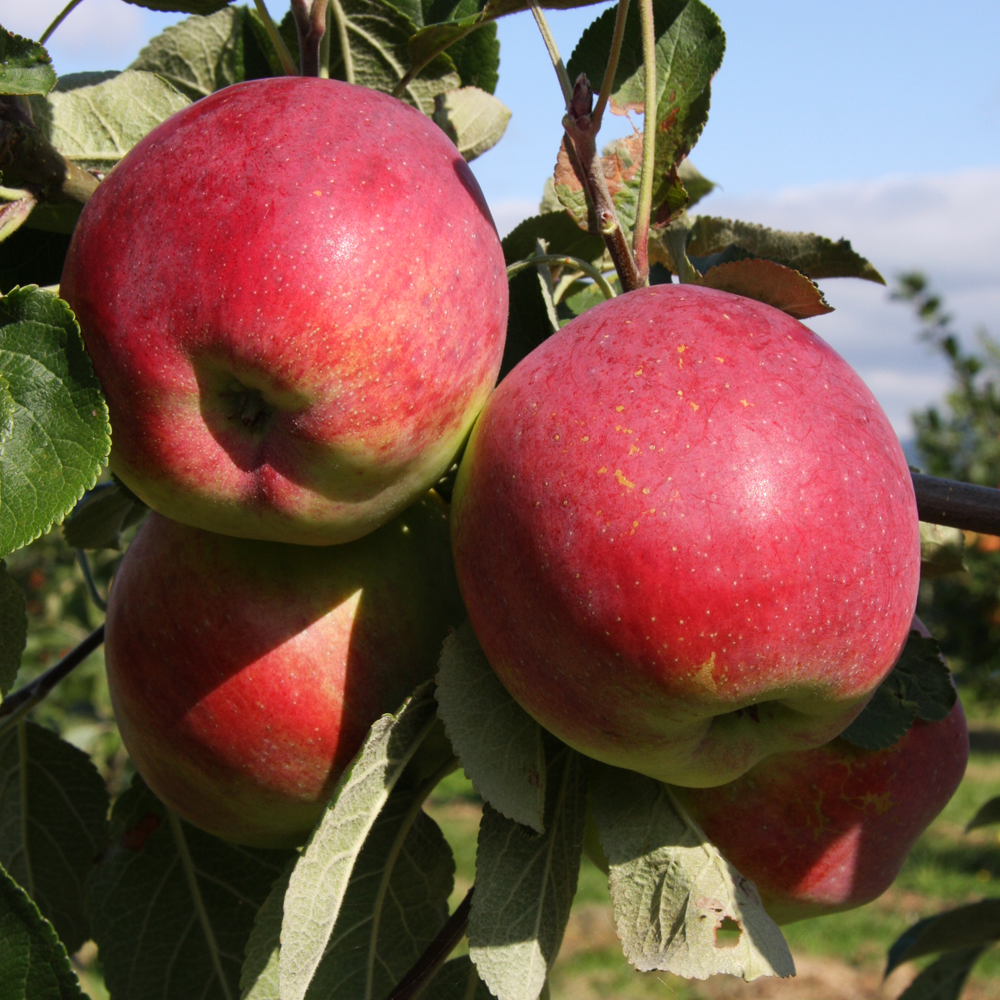 Apple Scrumptious (12L, 4-5ft)