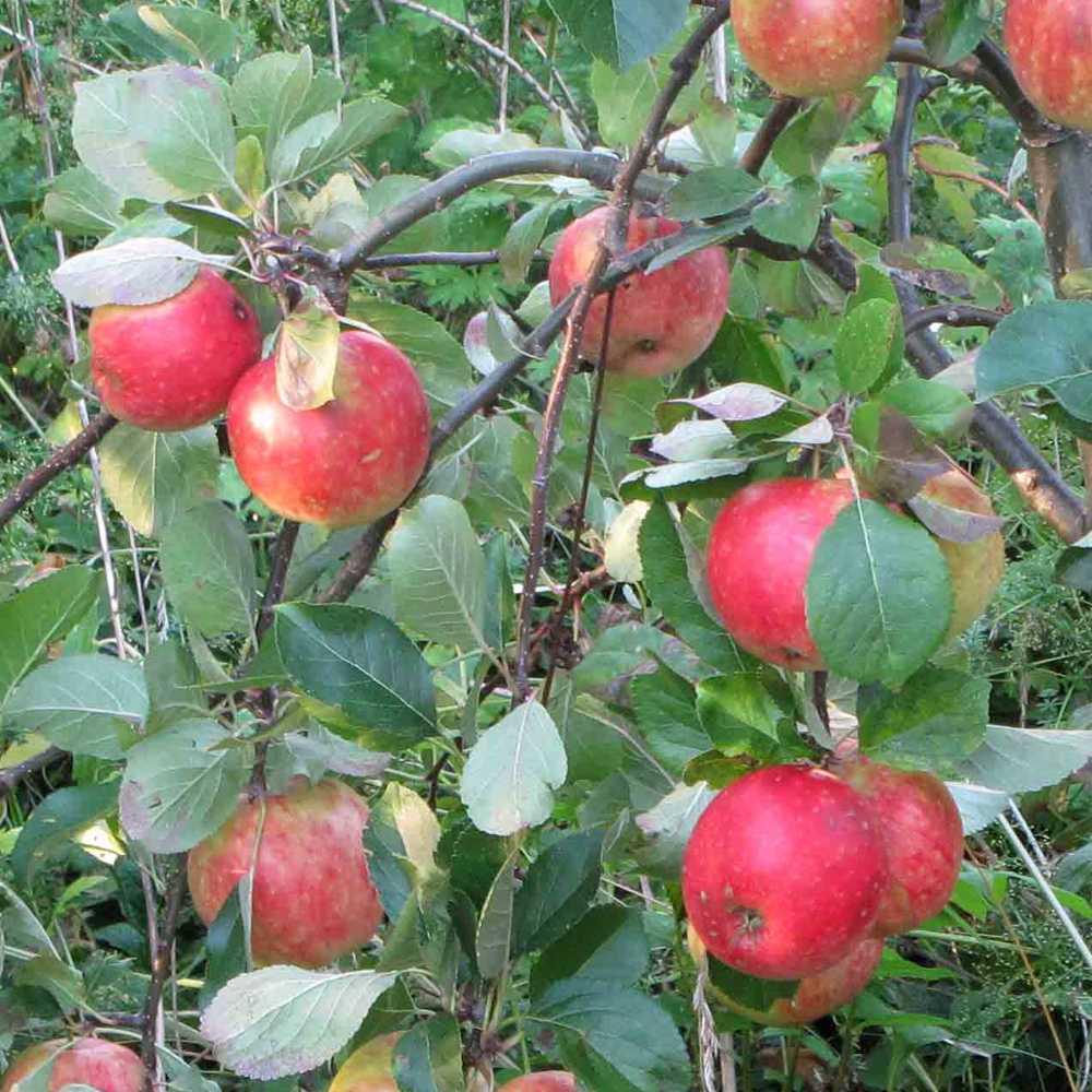 Apple Scrumptious (12L, 4-5ft)