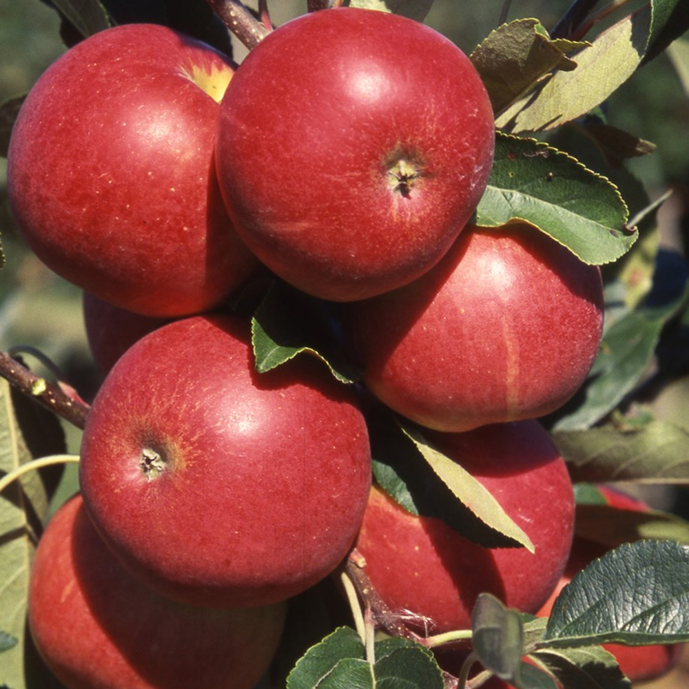 Apple Scrumptious (12L, 4-5ft)