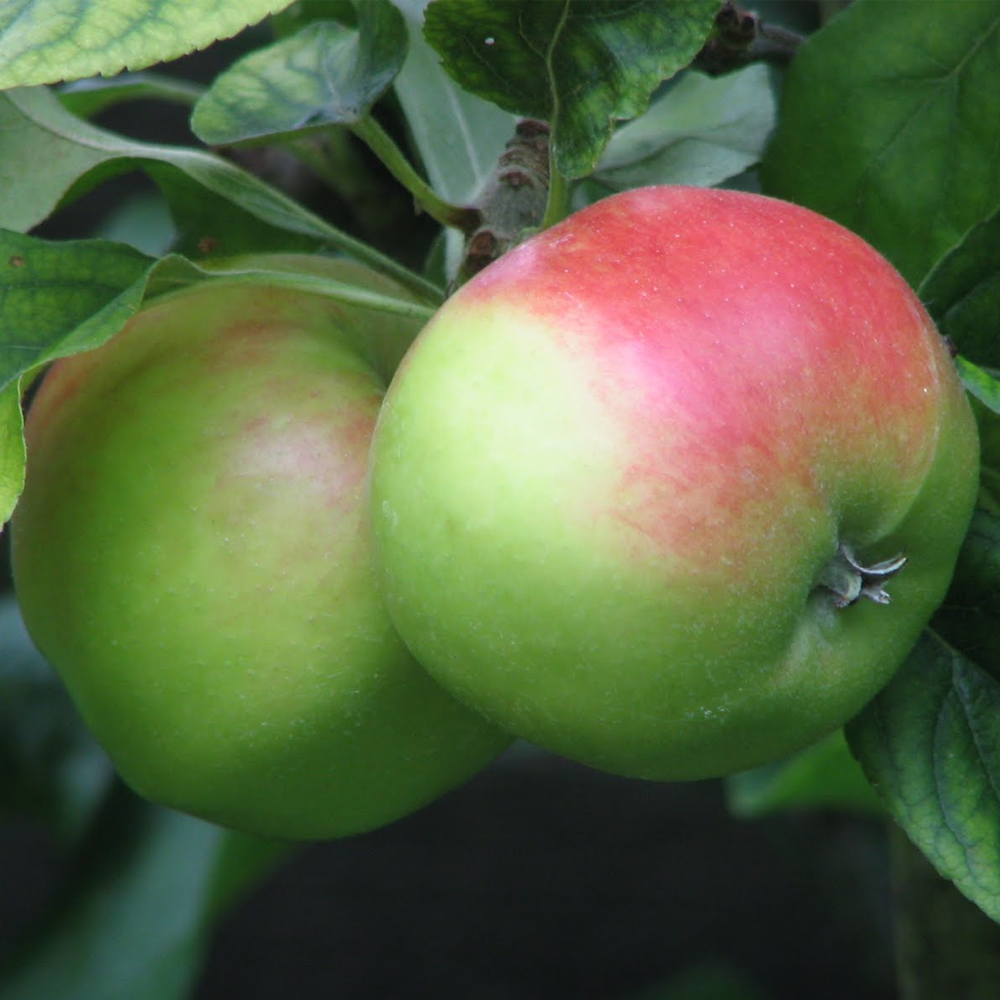Apple Scrumptious (12L, 4-5ft)