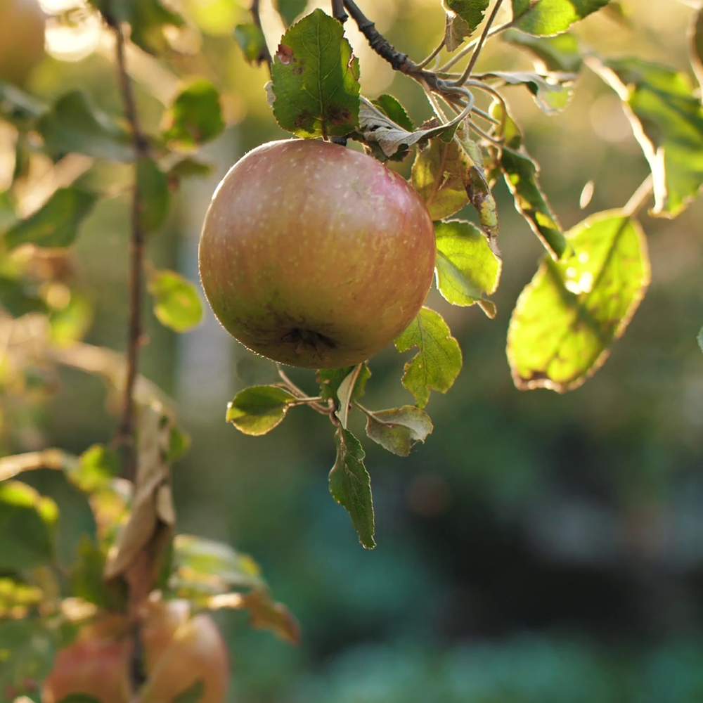 Apple Sunset (12L, 4-5ft)