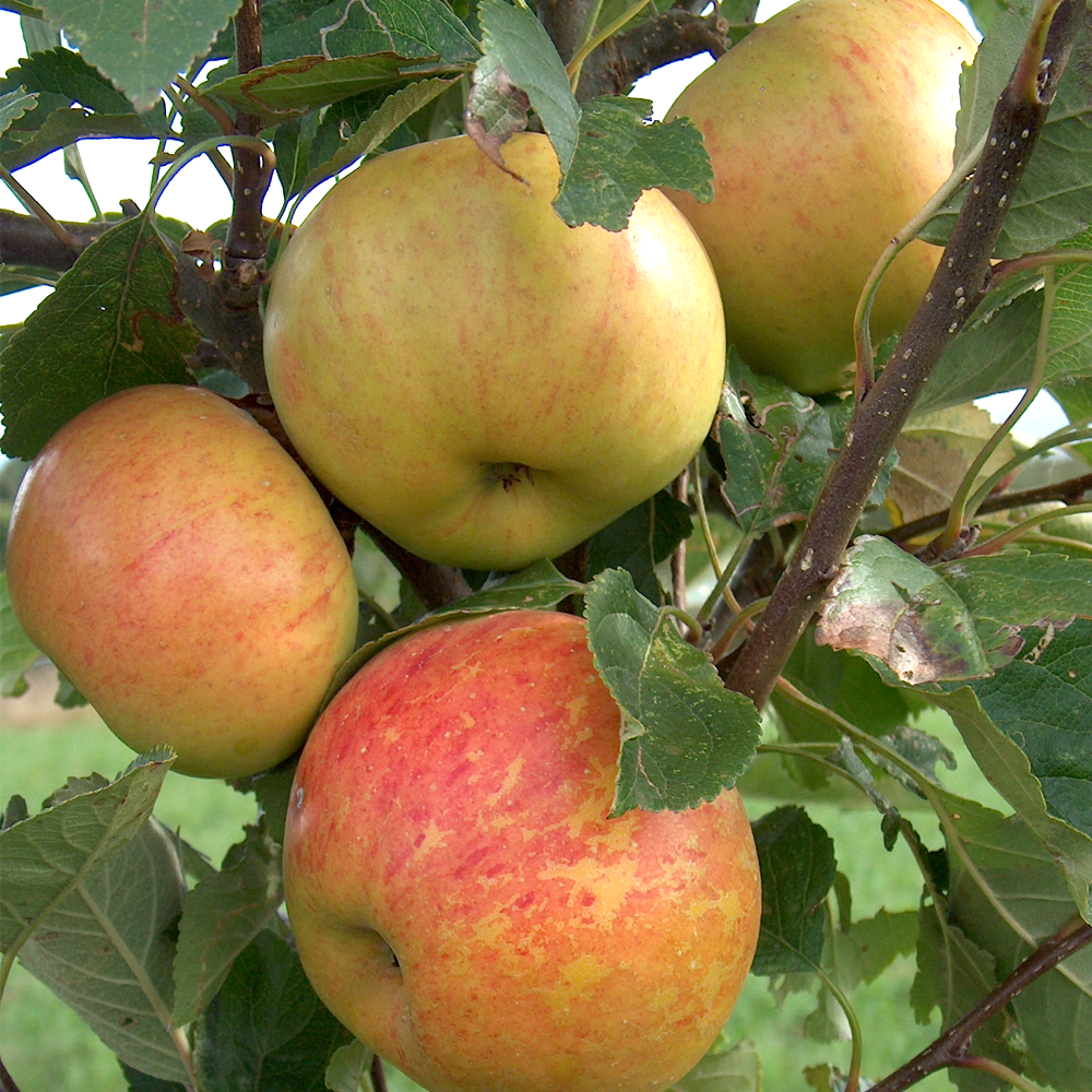 Apple Sunset (12L, 4-5ft)