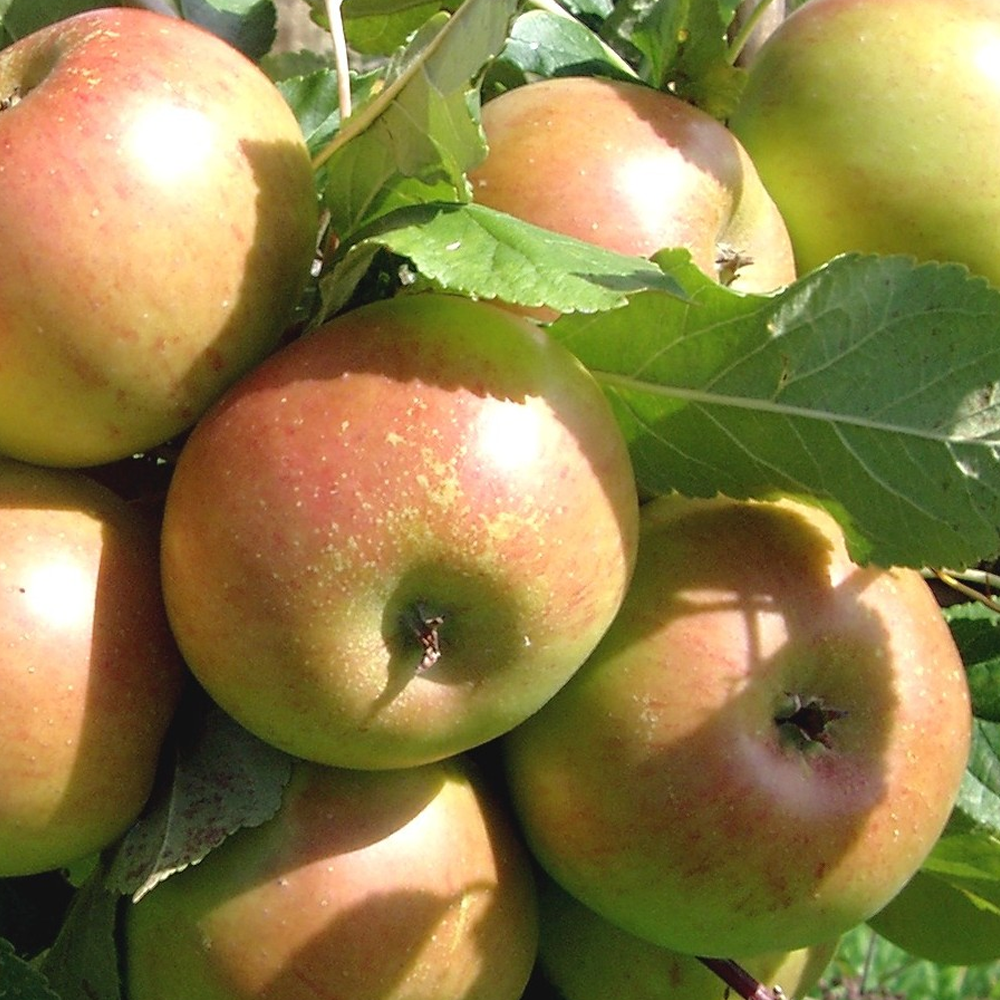 Apple Sunset (12L, 4-5ft)